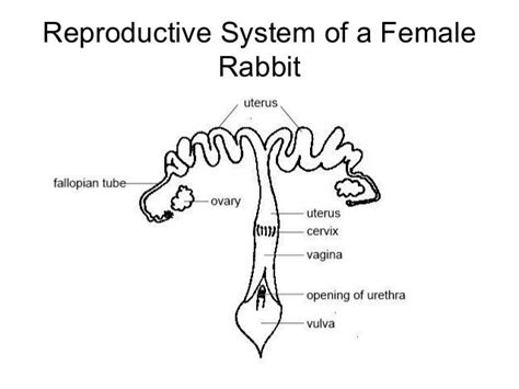 Diagram showing the double uterus of a female rabbit