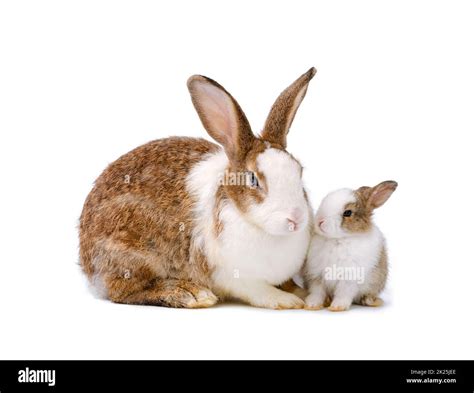 Thematic photo of a mother rabbit with her litter of young