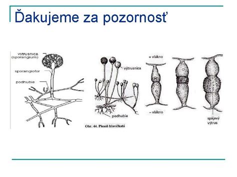 Ilustrácia nepohlavného rozmnožovania kvasiniek pučaním a tvorby konídiospór