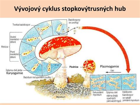 Schéma pohlavného rozmnožovania húb s fázami plazmogamie, karyogamie a tvorby spór