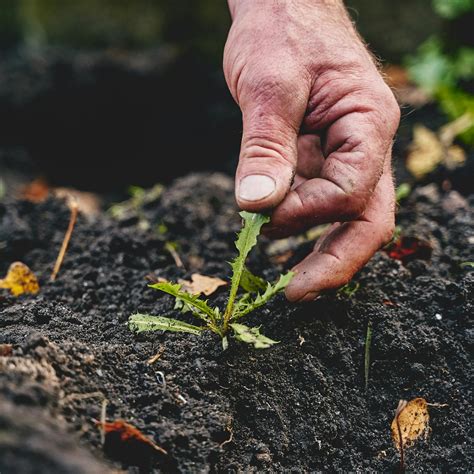 Vizualizácia procesu zakladania záhona vrátane prípravy pôdy a výsadby