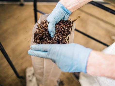 Fotografia: Vrecia so substrátom hlivy v inkubačnej miestnosti