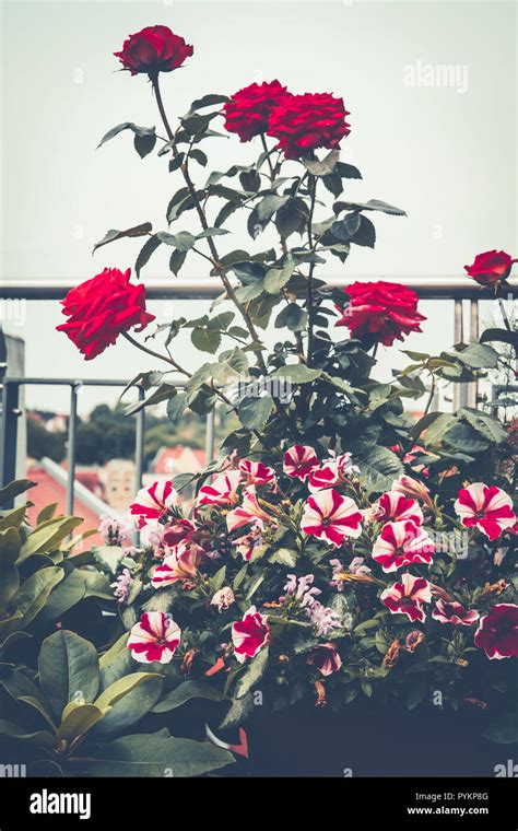 Thematic photo of various roses in pots on a terrace or balcony