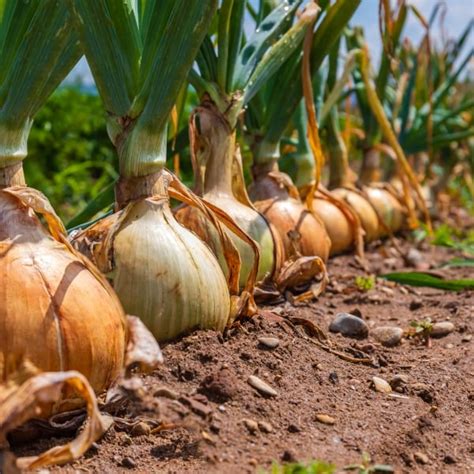 Fotografia zozbieranej cibule sušiacej sa na záhone
