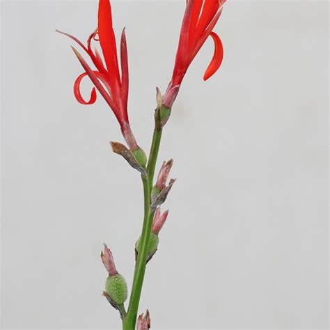 ilustrácia Canna indica s výraznými kvetmi a listami