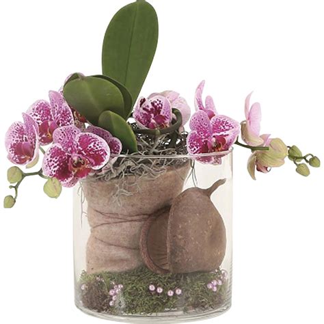 Tematické foto: orchidea v sklenenej nádobe