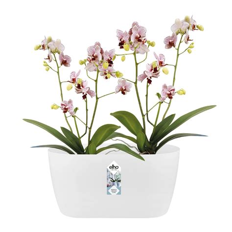 Rôzne tvary sklenených nádob pre orchidey