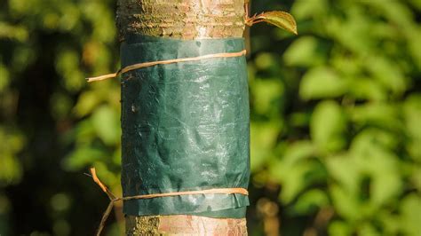 ochrana malín pred škodcami