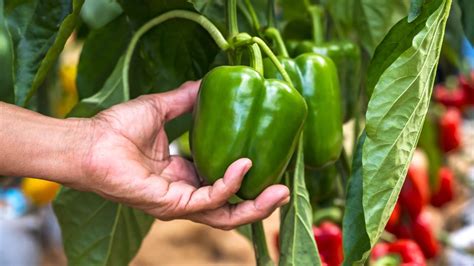 Infografika: Prehľad typov papriky a ich využitia (konzum, zaváranie, sušenie)