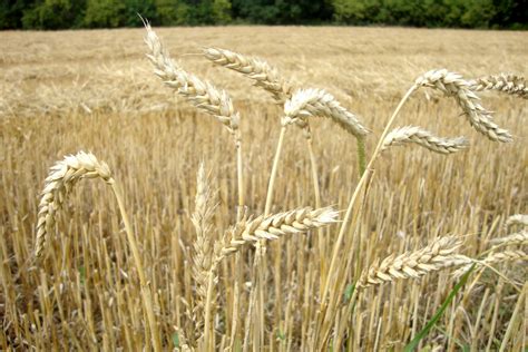 Ilustrácia zrelých klasov pšenice