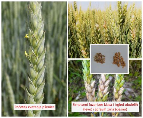 Vizualizácia zmiešaného porastu pšenice a horčice