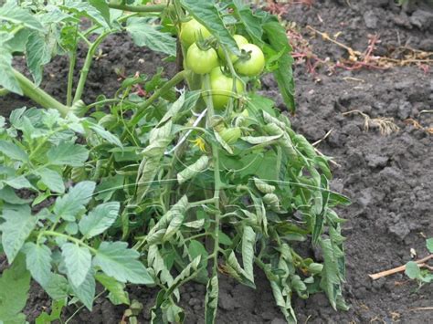 Ilustrácia rozdielu medzi kolíkovým a kríčkovým rastom rajčiaka