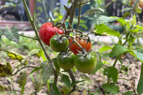 Detailný pohľad na plod paradajky odrody Newton