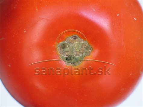 Detail poškodeného plodu rajčiaka s čiernou škvrnou