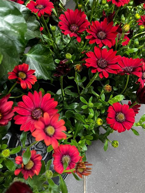 Rôznorodé kvety osteospermum v rôznych farbách
