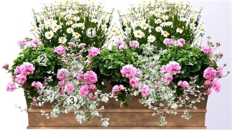 Ukážka kombinovanej výsadby osteospermum s inými balkónovými rastlinami