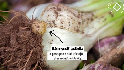 Ilustračná fotografia veľkej hlávky slonieho cesnaku vedľa klasického cesnaku