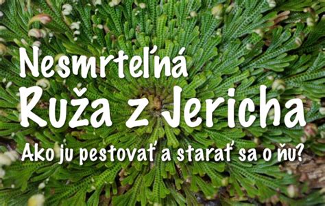 Tematické foto púštnej krajiny, možno s malým klbkom Ruže z Jericha