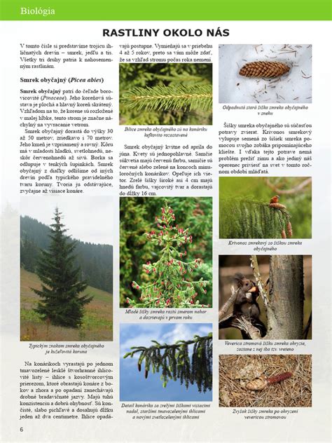 vizualizácia správnej aplikácie mulčovacej kôry okolo rastliny