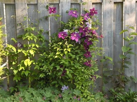 infografika o výhodách popínavých rastlín a bielych kvetov v záhrade