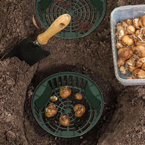 Detailná fotografia zdravých a pevných cibuliek pri kontrole