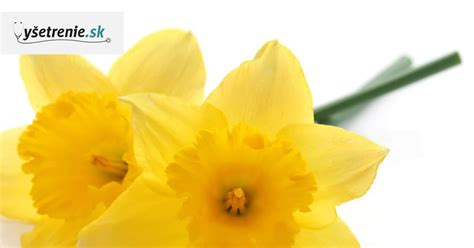 Skupina žltých a bielych narcisov v plnom kvete