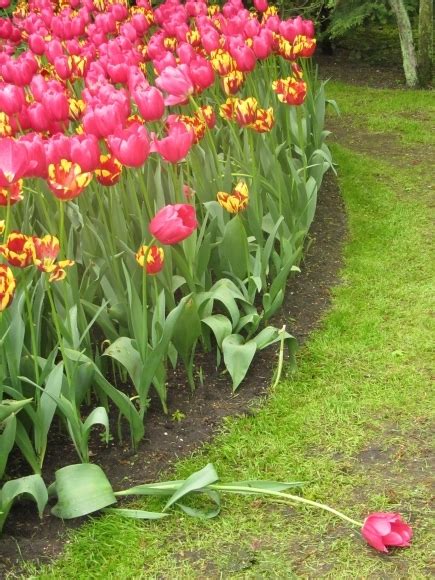 Pestrý záhon rôznofarebných tulipánov na jar