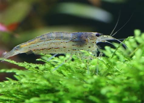 Detailná schéma životného cyklu Amano krevety s fázami vo sladkej a brakickej vode