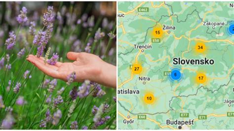 Ilustračná fotografia zdravej a žltej rastliny