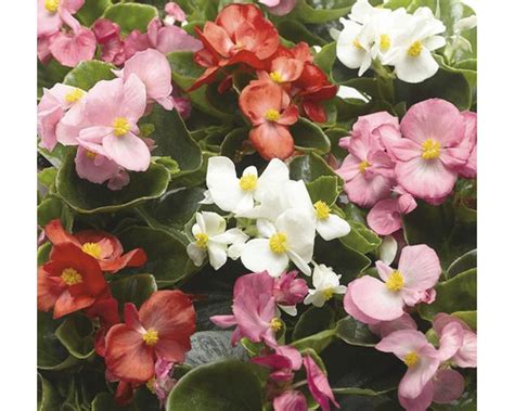 Tematické foto begónií v rôznych farbách a tvaroch