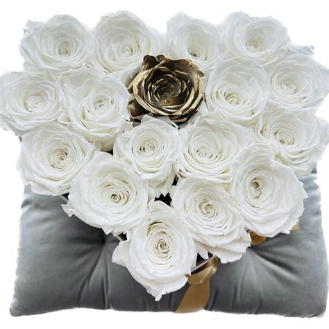 Koláž populárnych druhov Hoya: list v tvare srdca, panašované listy a kvety