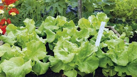 infografika: prehľad rôznych druhov šalátov (hlávkový, ľadový, rímsky, listový) a ich typických vlastností