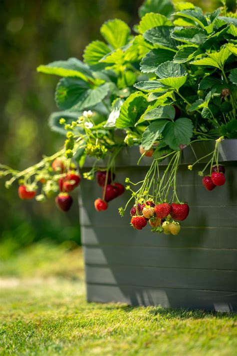 schéma: postup výsevu a jednotenia sadeníc šalátu v riadkoch