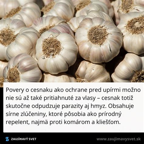 Infografika porovnávajúca kvalitatívne vlastnosti dovážaného a domáceho cesnaku