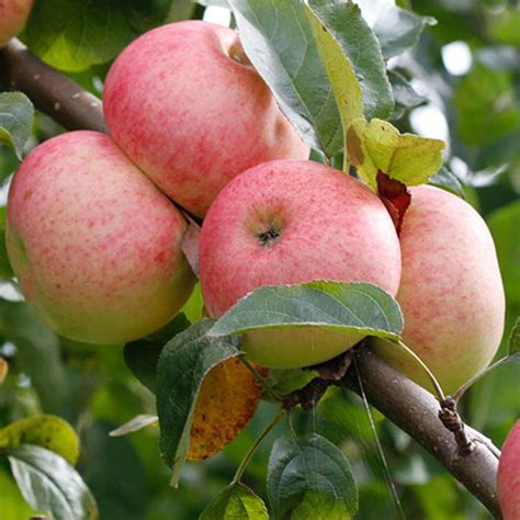 plagát s informáciami o nájmoch v Galérii Jabloň