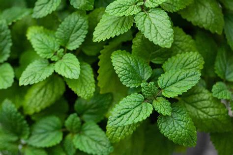 ilustračné foto: medovka lekárska v záhrade alebo kvetináči