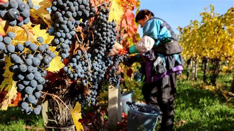 Tematické foto: vinobranie, zber hrozna vo vinohrade