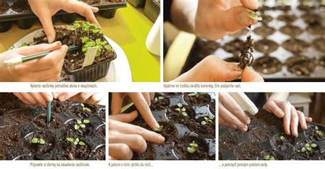 schéma: pikírovanie sadeničky