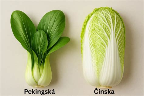 Schéma výsevu a pestovania cvikly v záhrade: ideálne vzdialenosti medzi riadkami a jednotlivými rastlinami