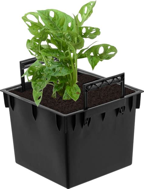 Schéma ideálneho kvetináča s drenážnou vrstvou a správnym umiestnením ružice paprade