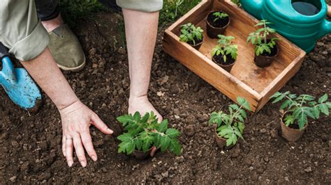 Infografika - ideálna pôda pre ríbezle (pH, humus)