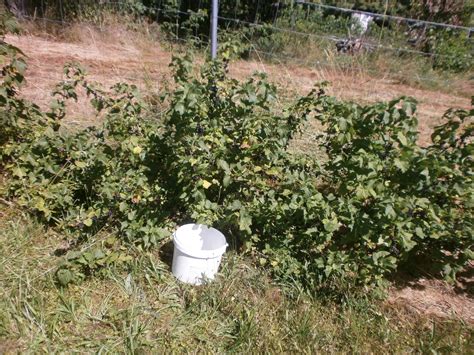 Diagram rezu ríbezľového kríka v rôznych rokoch