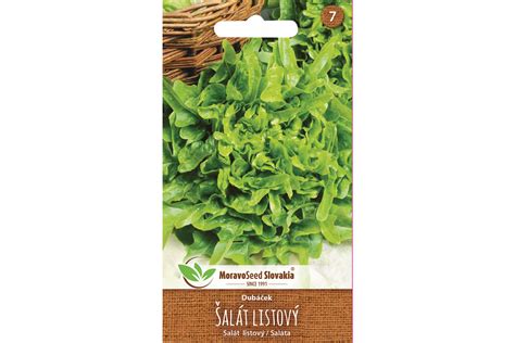 Schéma rozdelenia typov šalátu: hlávkový, ľadový, rímsky a listový.