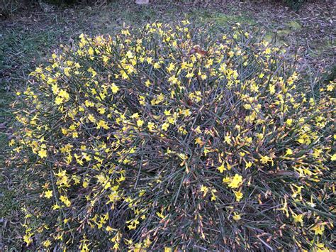 Jazmín nahokvetý zasadený pri kamennom múriku, s konármi voľne prevísajúcimi.