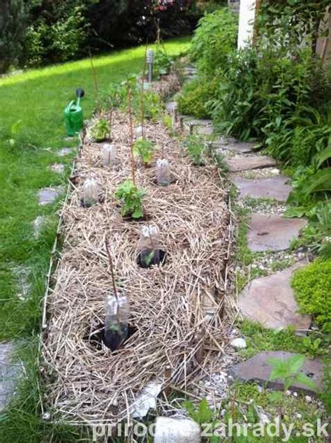 Zazimovaná rastlina jazmínu nahokvetého s mulčom okolo koreňov.