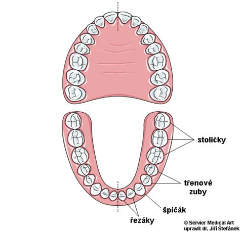 Infografika zobrazujúca vhodné druhy vetvičiek a koreňov na obrusovanie hlodavčích zubov
