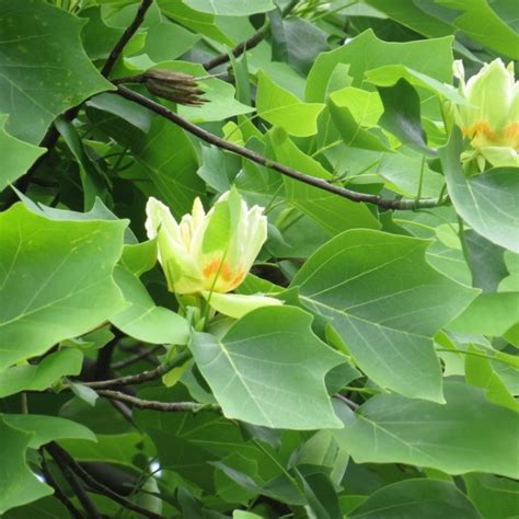 Fotografia staršieho exemplára ľaliovníka tulipánokvetého v parku