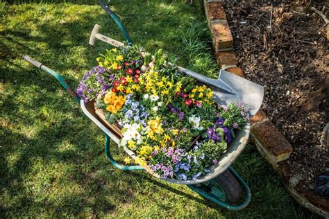 Záhon plný kvitnúcich krásnoočiek rôznych farieb