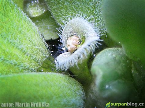 Detail kvetu krásnoočka s včelou alebo motýľom