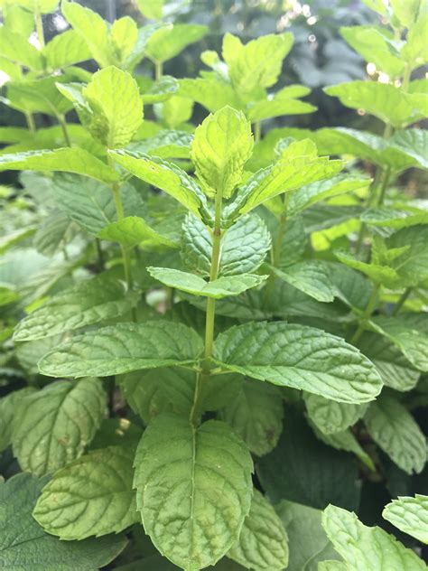 Ilustračná fotografia rastliny mäty piepornej